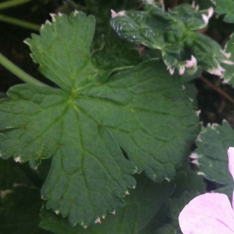 Geranium Dreamland - Ooievaarsbek (Foliage)