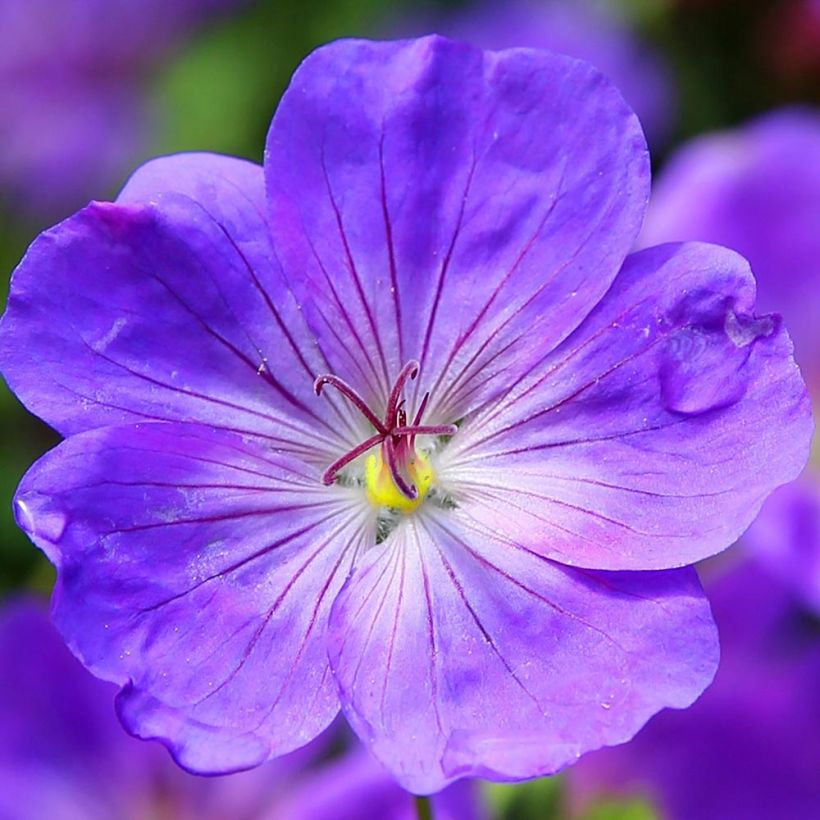 Geranium Eureka Blue - Ooievaarsbek (Bloei)
