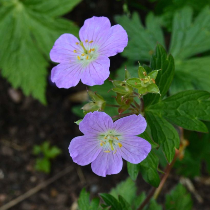 Geranium maculatum Vickie Lynn - Gevlekte ooievaarsbek (Bloei)
