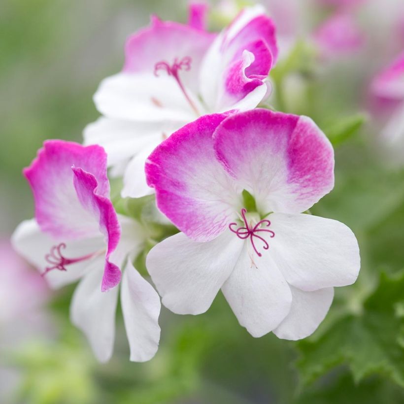 Pelargonium Mosquitaway Louise - Citroengeranium (Bloei)