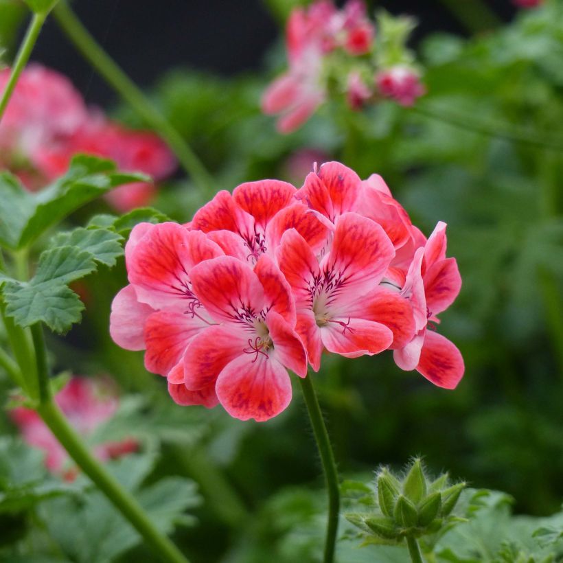 Pelargonium Paton's Unique - Geurgeranium (Bloei)