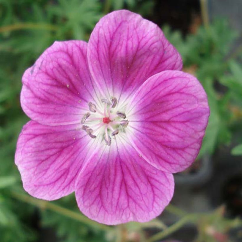 Geranium sanguineum Elke - Bloedooievaarsbek (Bloei)