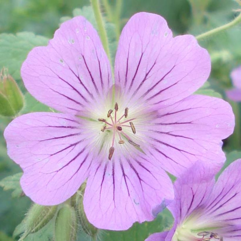 Geranium Sirak - Ooievaarsbek (Bloei)