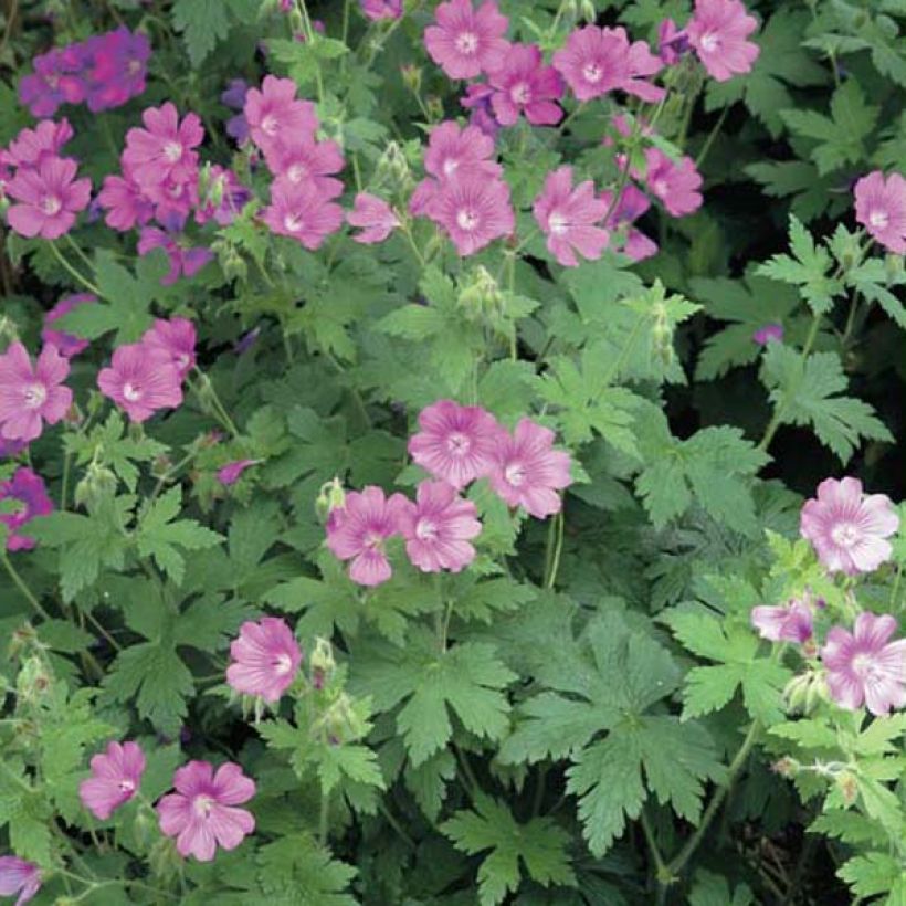 Geranium Sirak - Ooievaarsbek (Groeiplaats)