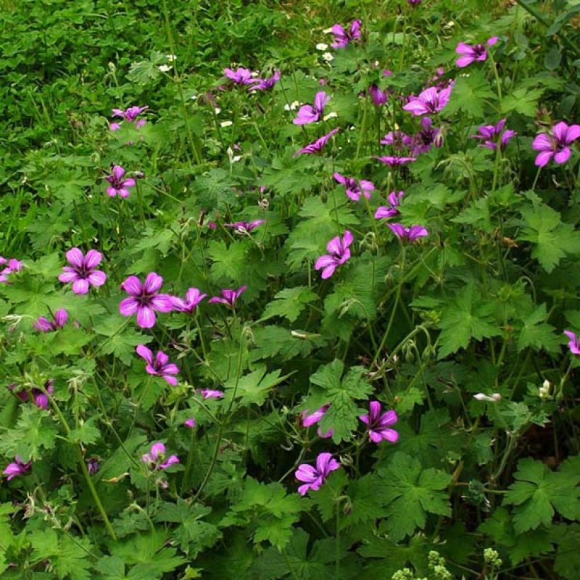 Geranium Sue Crûg - Ooievaarsbek (Groeiplaats)