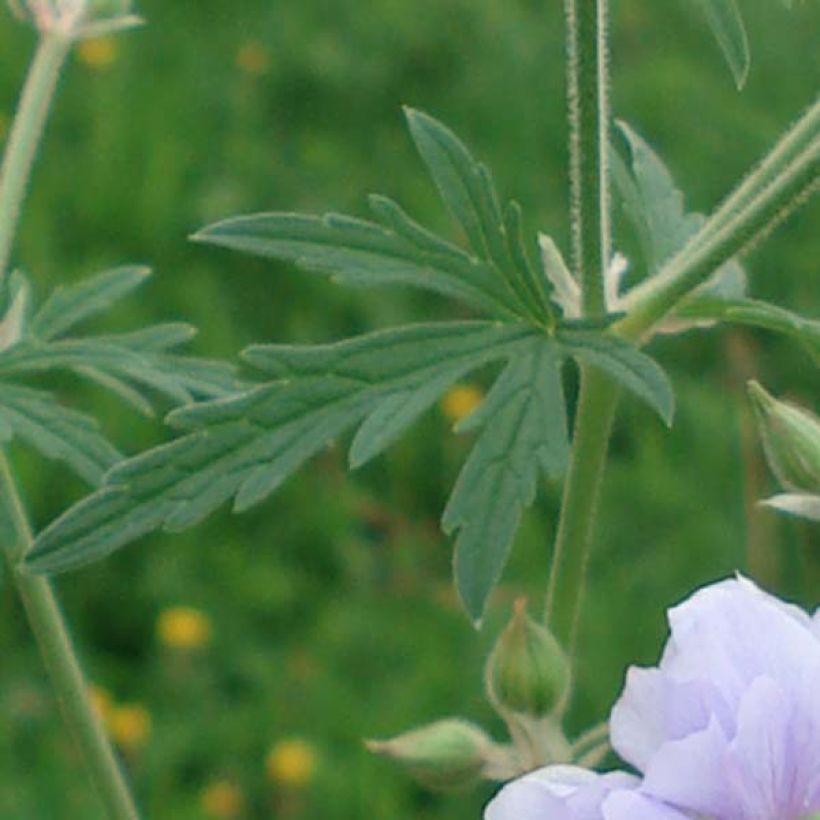 Geranium pratense Summer Skies - Beemdooievaarsbek (Blad)