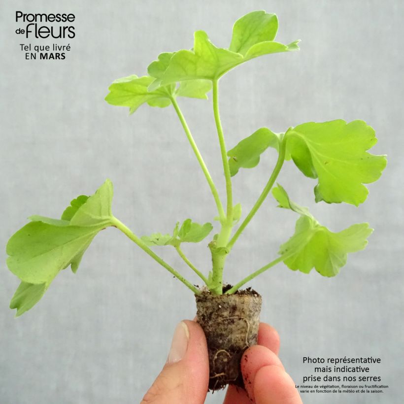 Exemplaar van Pelargonium TwoinOne Hot Pink Splash Mini-mot Ø 3/4 cm zoals geleverd in de lente