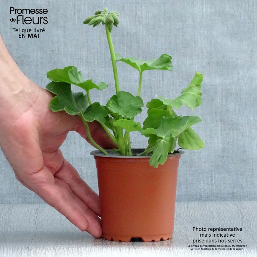 Exemplaar van Pelargonium TwoinOne Hot Pink Splash Kweekpotje van 8/9 cm zoals geleverd in de lente