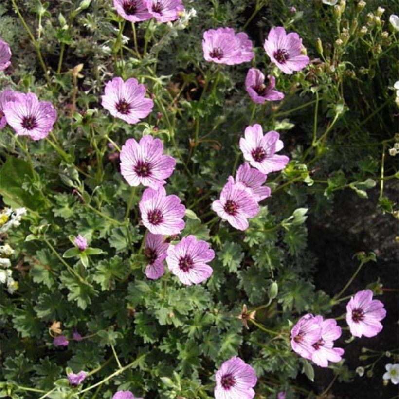 Geranium cinereum Ballerina - Ooievaarsbek (Bloei)