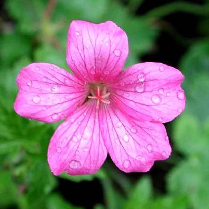 Geranium endressii Wargrave Pink - Ooievaarsbek (Bloei)