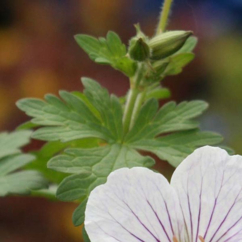 Geranium himalayense Derrick Cook - Ooievaarsbek (Blad)