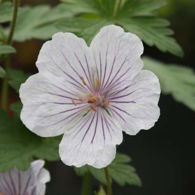 Geranium himalayense Derrick Cook - Ooievaarsbek (Bloei)