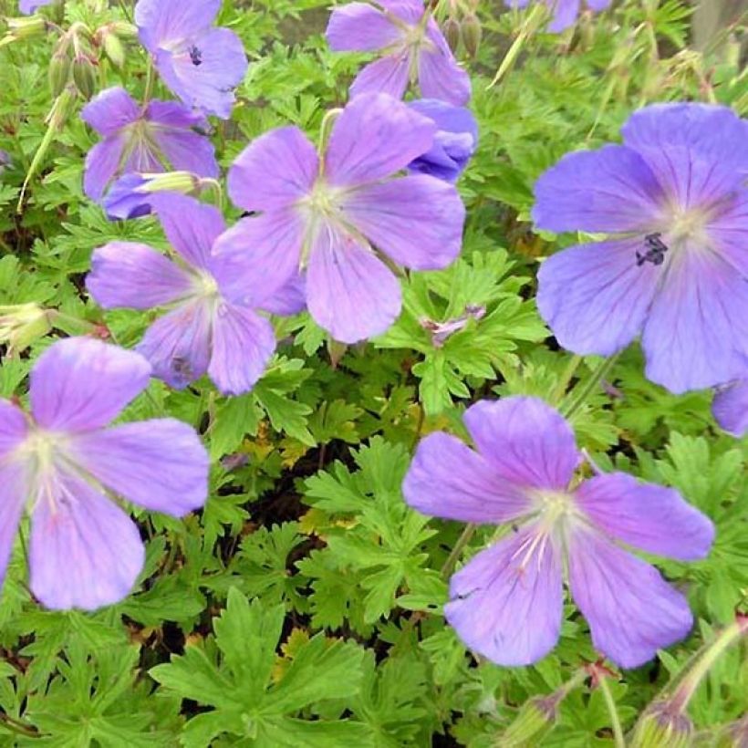 Geranium himalayense Irish Blue - Ooievaarsbek (Bloei)