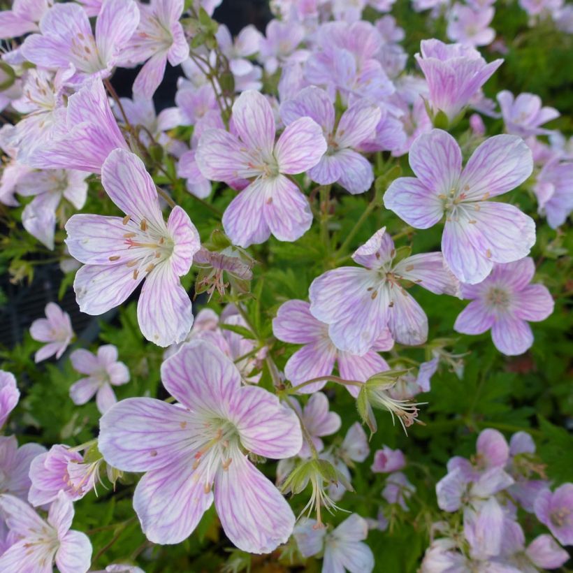 Geranium Melinda - Ooievaarsbek (Bloei)