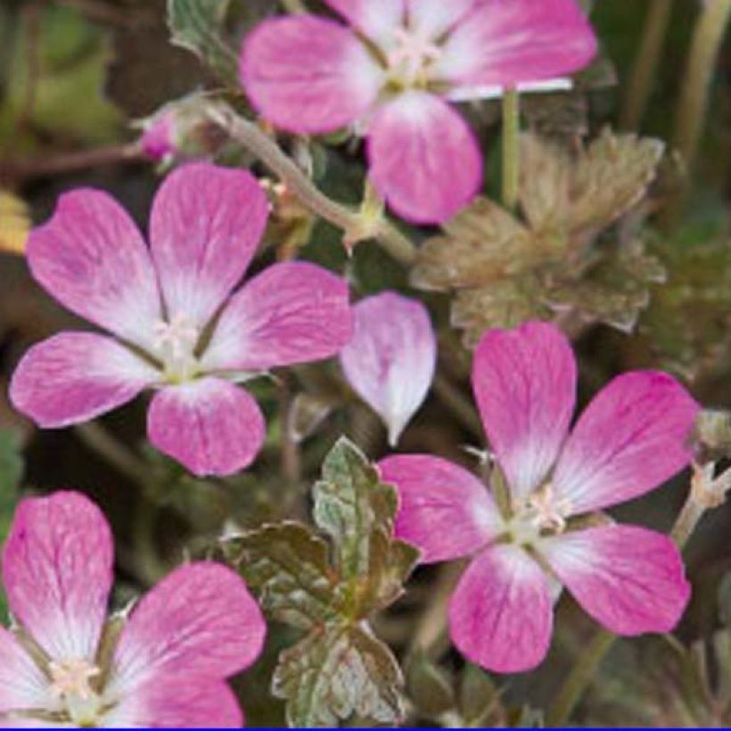 Geranium oxonianum Orkney Cherry - Ooievaarsbek (Bloei)