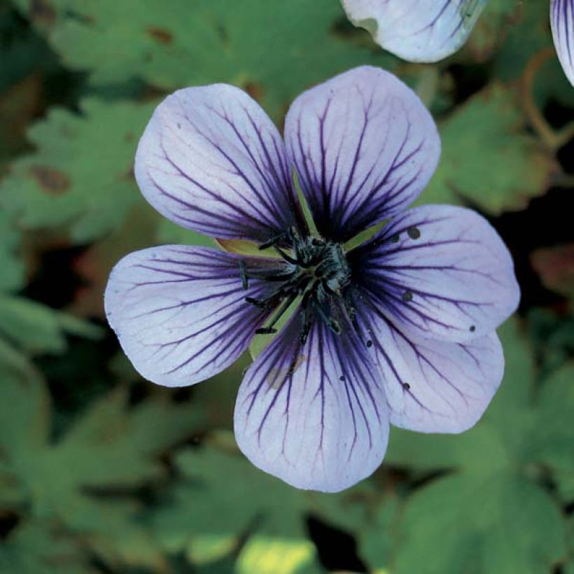 Geranium Salomé - Ooievaarsbek (Bloei)