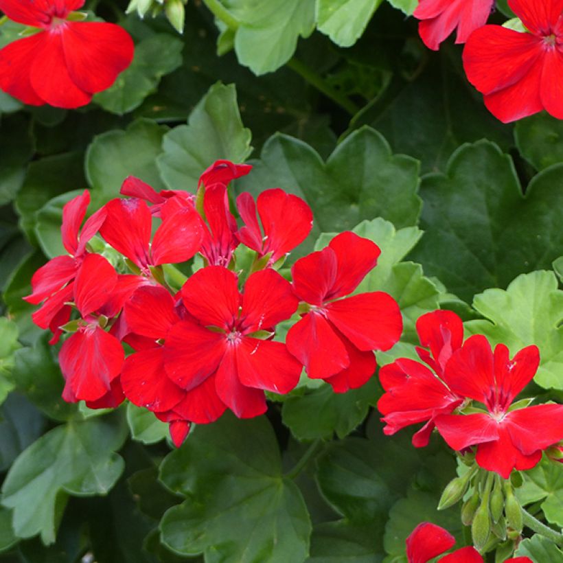 Pelargonium TwoinOne Dark Red (Bloei)