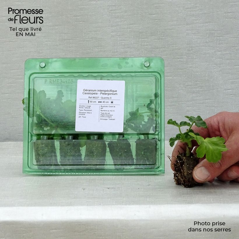 Exemplaar van Pelargonium Cassiopeia Mini-mot Ø 3/4 cm zoals geleverd in de lente