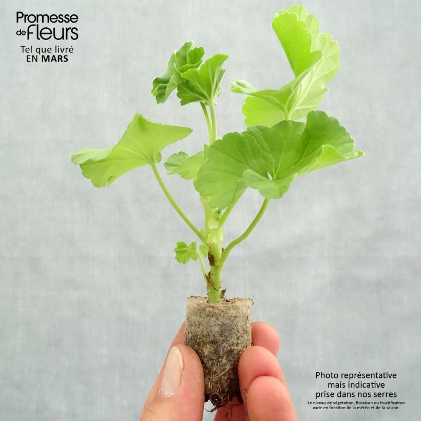 Exemplaar van Pelargonium TwoinOne White Mini-mot Ø 3/4 cm zoals geleverd in de lente