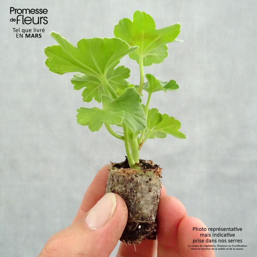 Exemplaar van Pelargonium TwoinOne Dark Red Mini-mot Ø 3/4 cm zoals geleverd in de lente