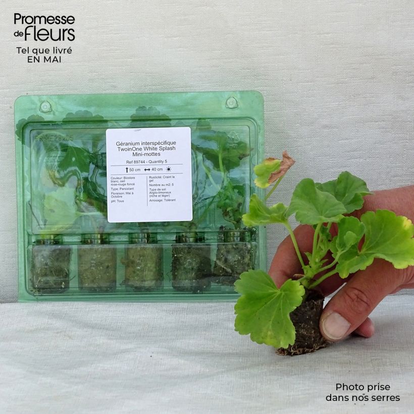 Exemplaar van Pelargonium TwoinOne White Splash Mini-mot Ø 3/4 cm zoals geleverd in de lente