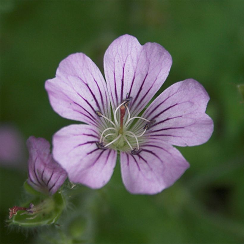 Geranium Karen Wouters - Ooievaarsbek (Bloei)