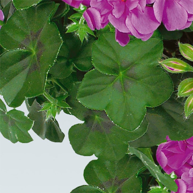 Pelargonium peltatum Amelit - Hanggeranium dubbel (Blad)