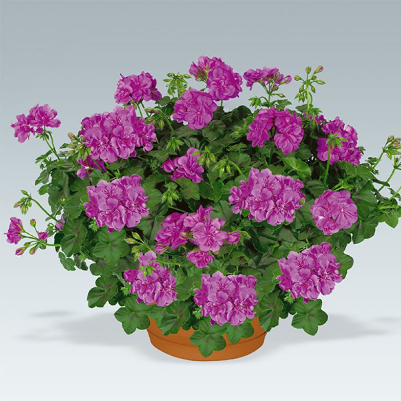 Pelargonium peltatum Amelit - Hanggeranium dubbel (Groeiplaats)