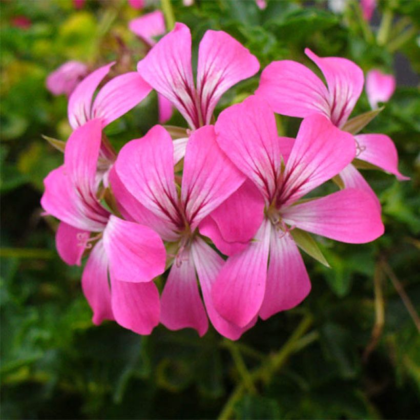 Pelargonium peltatum Roi des Balcon Desrumeaux - Hanggeranium (Bloei)