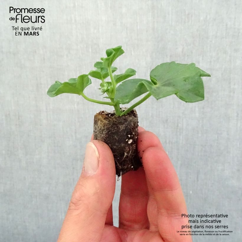 Exemplaar van Pelargonium peltatum Blanche Roche- Hanggeranium wit Mini-mot Ø 3/4 cm zoals geleverd in de lente