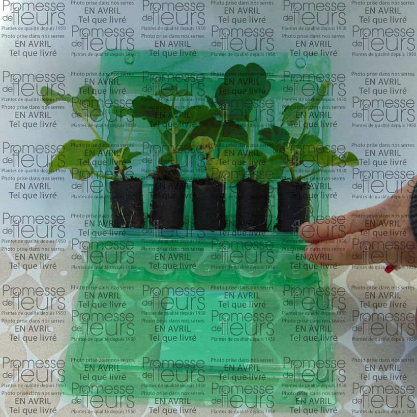 Voorbeeld van een exemplaar van Pelargonium peltatum Mexica Tomcat - Hanggeranium dubbel Mini-mot Ø 3/4 cm zoals geleverd