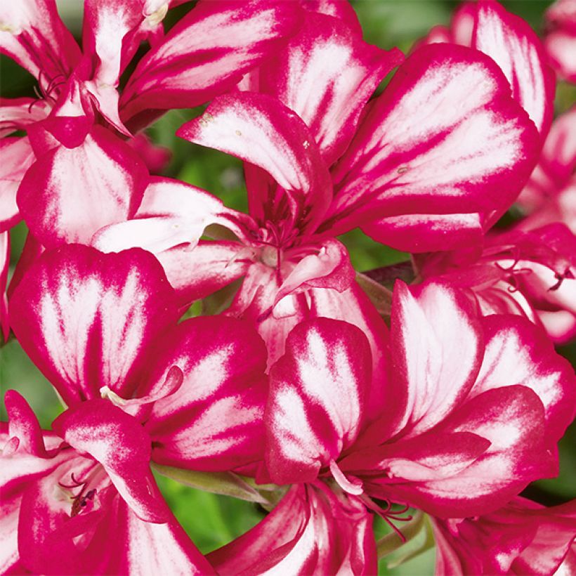 Pelargonium peltatum Mexikanerin - Hanggeranium dubbel (Bloei)