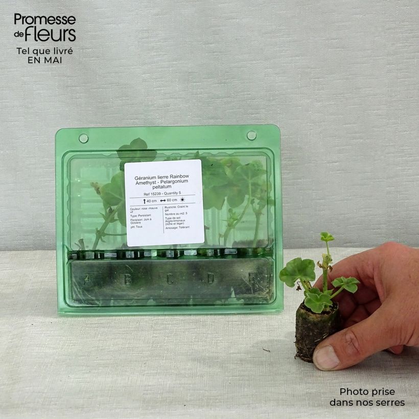 Exemplaar van Pelargonium peltatum Rainbow Amethyst- Hanggeranium Mini-mot Ø 3/4 cm zoals geleverd in de lente