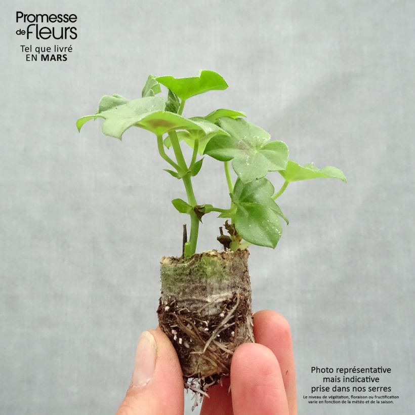 Exemplaar van Pelargonium peltatum Rainbow Neon Purple - Hanggeranium Mini-mot Ø 3/4 cm zoals geleverd in de lente