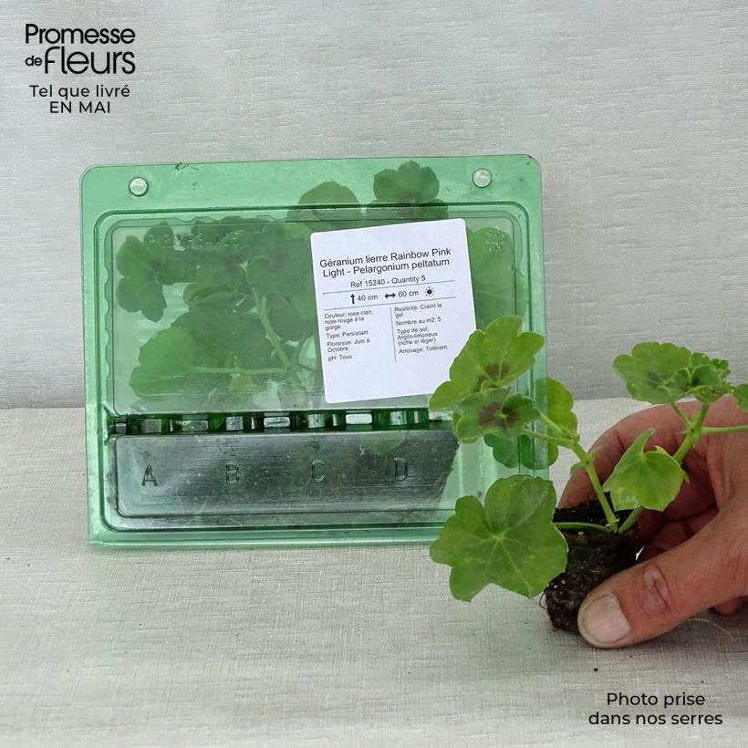 Exemplaar van Pelargonium peltatum Pink Light - Hanggeranium Mini-mot Ø 3/4 cm zoals geleverd in de lente
