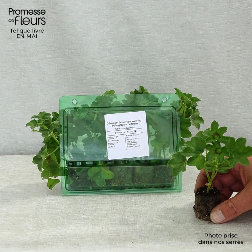 Exemplaar van Pelargonium peltatum Rainbow Red - Hanggeranium rood Mini-mot Ø 3/4 cm zoals geleverd in de lente