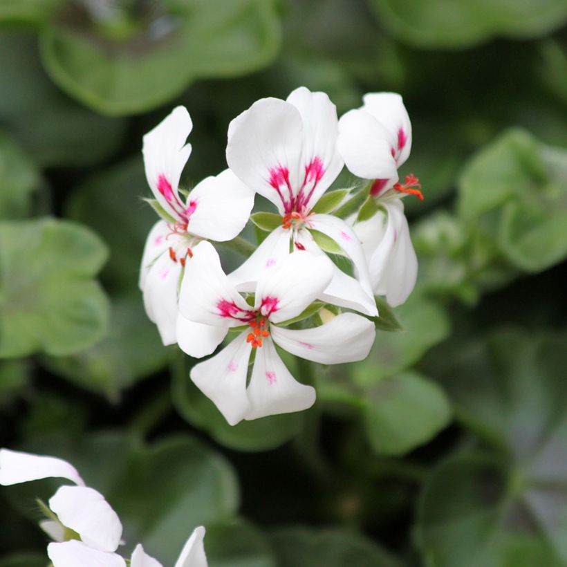 Pelargonium peltatum Rainbow White - Hanggeranium (Bloei)