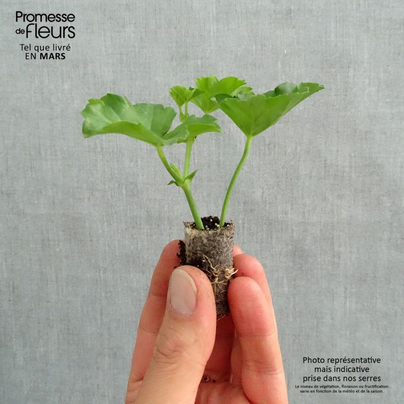 Example of Pelargonium peltatum Roi des Balcon Lilas - Hanggeranium Mini-mot Ø 1,5/2,5 cm as you get in printemps