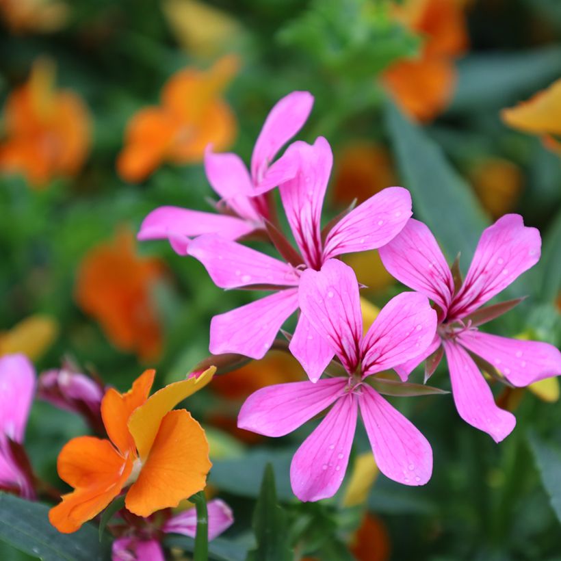 Pelargonium peltatum Roi des Balcon Lilas - Hanggeranium (Bloei)
