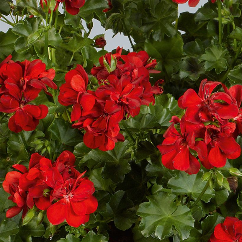 Pelargonium peltatum Ruby - Hanggeranium dubbel (Bloei)