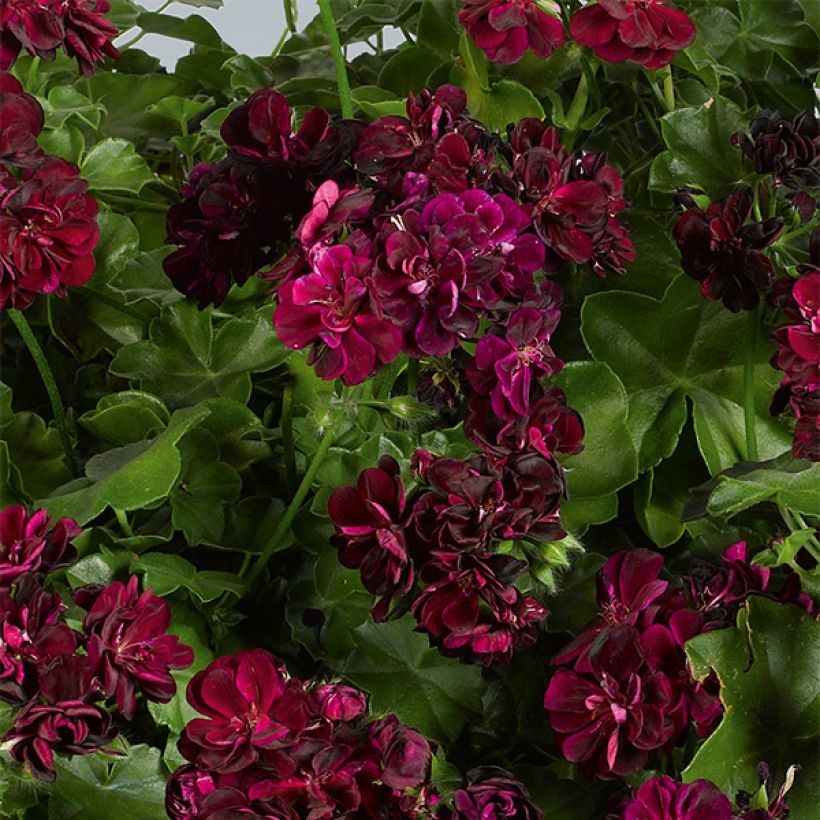 Pelargonium peltatum Tommy - Hanggeranium dubbel (Bloei)