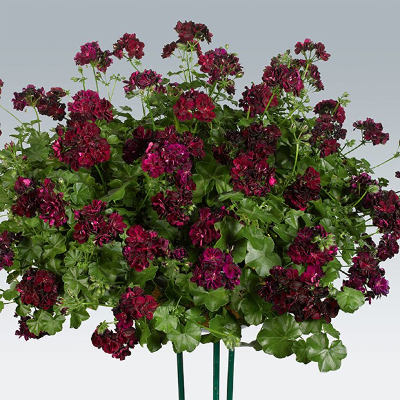 Pelargonium peltatum Tommy - Hanggeranium dubbel (Groeiplaats)