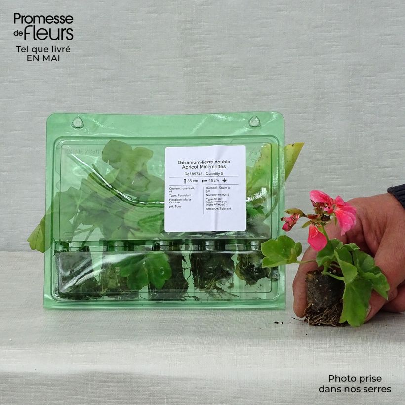 Exemplaar van Pelargonium peltatum Double Apricot - Hanggeranium dubbel apricot Mini-mot Ø 3/4 cm zoals geleverd in de lente