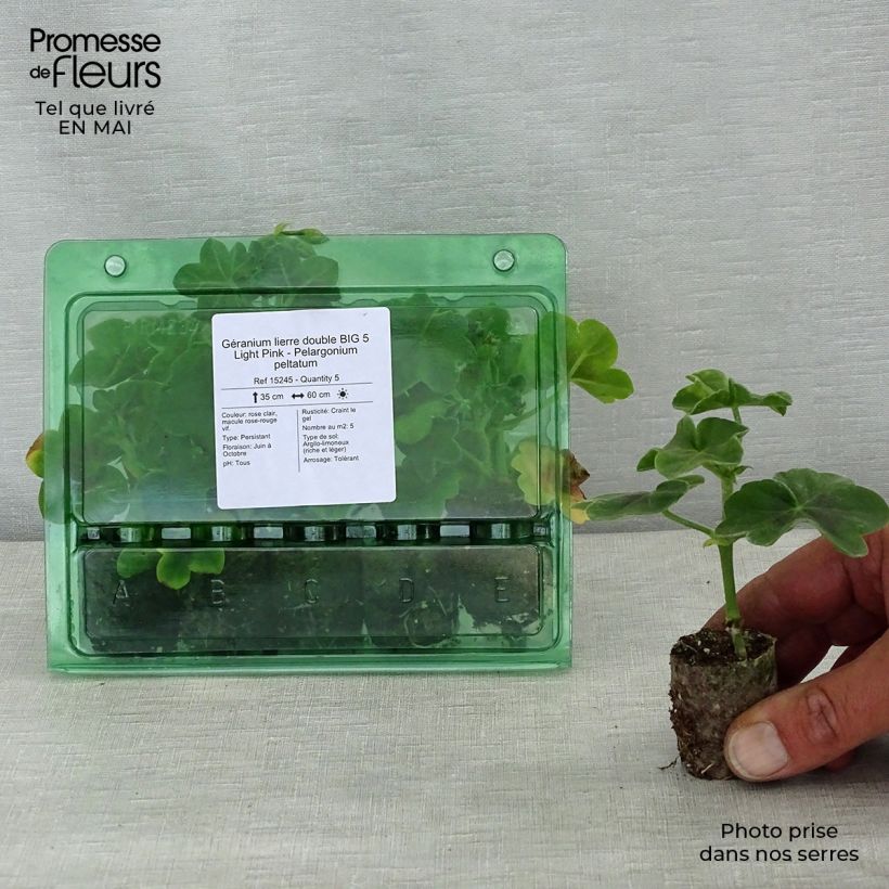 Exemplaar van Pelargonium peltatum BIG 5 Light Pink - Hanggeranium dubbel Mini-mot Ø 3/4 cm zoals geleverd in de lente