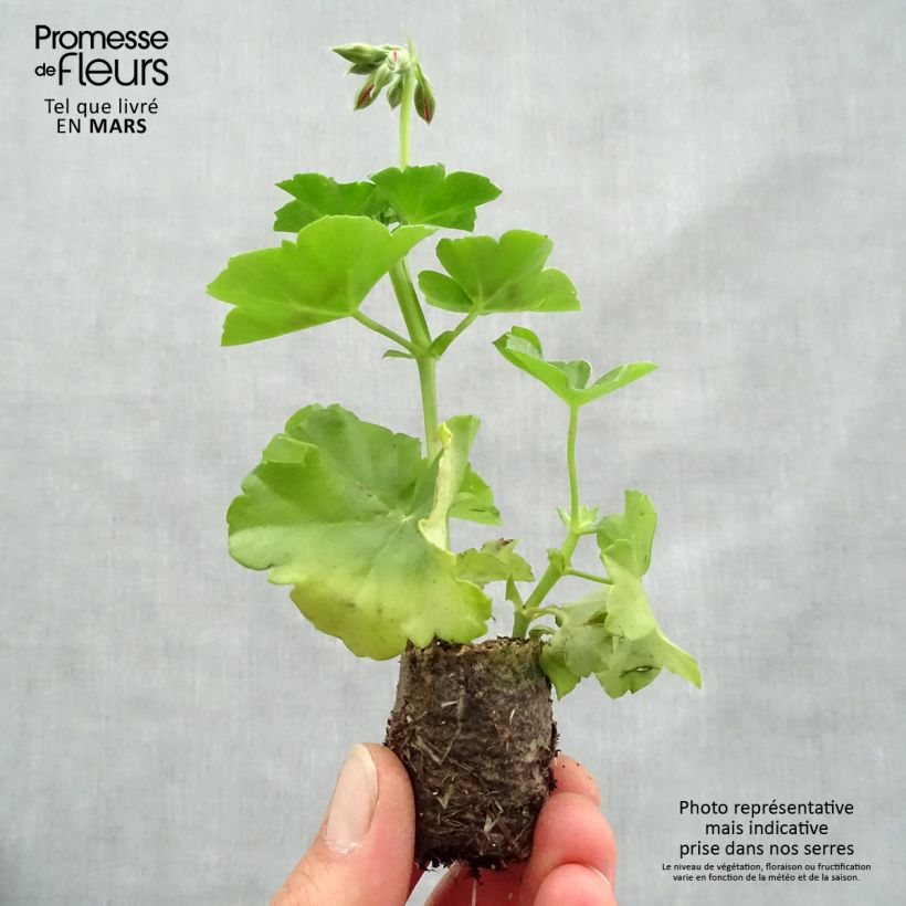 Exemplaar van Pelargonium peltatum Big 5 Red Devil - Hanggeranium dubbel rood Mini-mot Ø 3/4 cm zoals geleverd in de lente