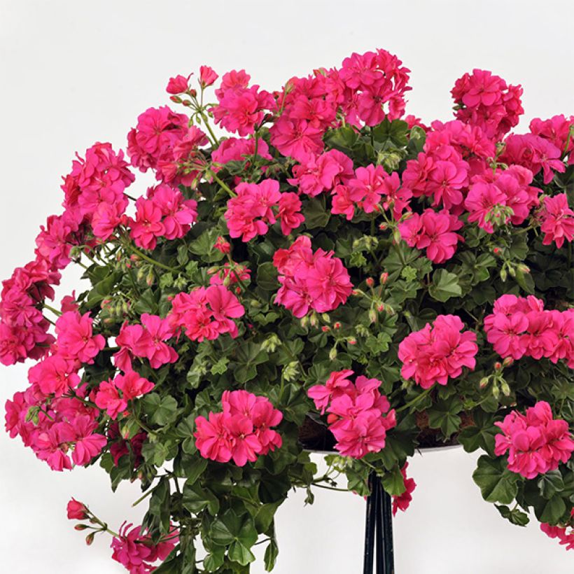 Pelargonium Rocky - Hanggeranium dubbel (Groeiplaats)