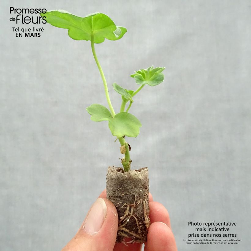 Exemplaar van Pelargonium peltatum Double Royal Blue - Hanggeranium dubbel Mini-mot Ø 1,5/2,5 cm zoals geleverd in de lente