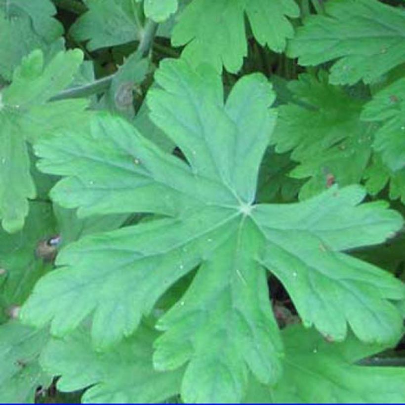 Geranium macrorrhizum Czakor - Rotsooievaarsbek (Foliage)