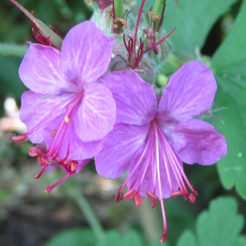 Geranium macrorrhizum Czakor - Rotsooievaarsbek (Flowering)