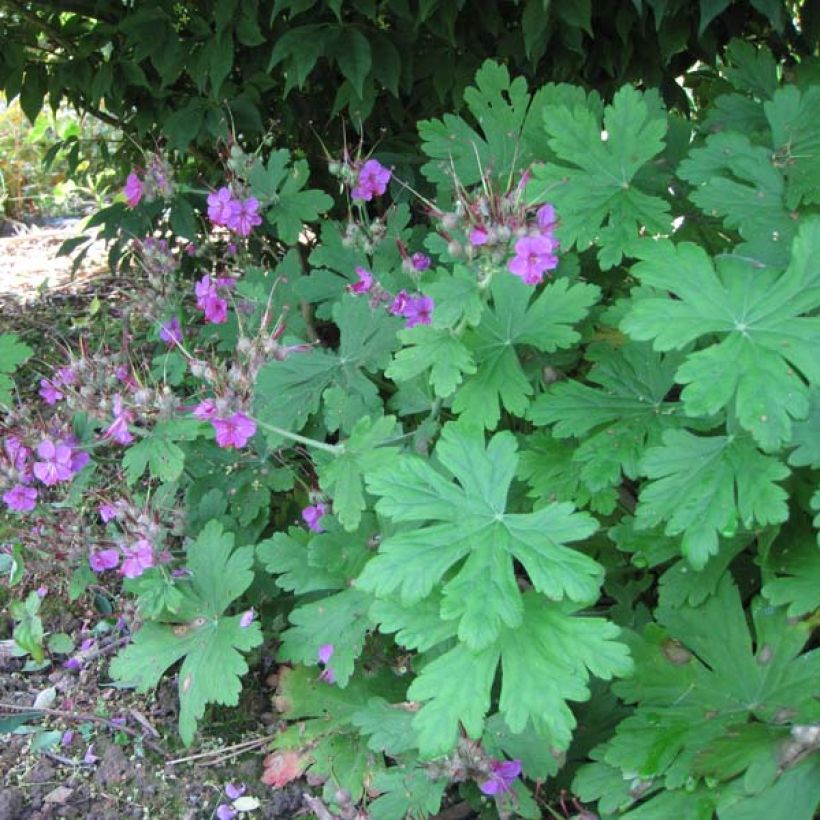 Geranium macrorrhizum Czakor - Rotsooievaarsbek (Plant habit)